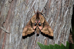Paonias excaecata