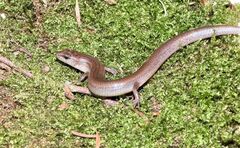 Calyptotis lepidorostrum