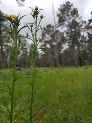 Xerochrysum viscosum
