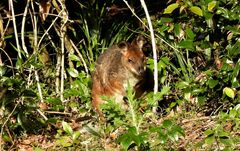 Thylogale stigmatica