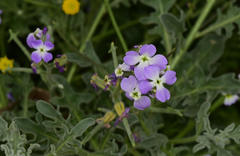 Matthiola tricuspidata