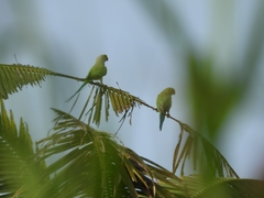 Psittacula krameri manillensis