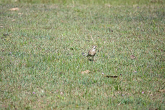 Anthus australis