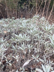 Salvia apiana