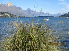 Austroderia richardii