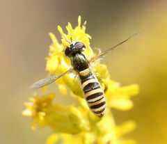 Sphaerophoria contigua