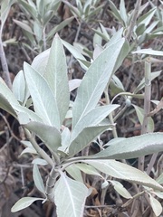 Salvia apiana