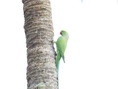 Psittacula krameri manillensis