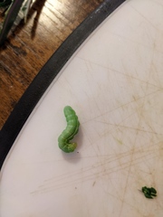 Chrysodeixis eriosoma