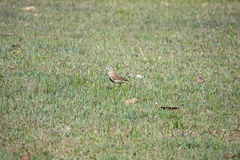 Anthus australis