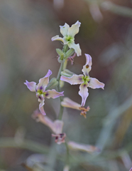 Matthiola fruticulosa