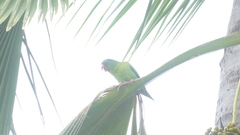 Brotogeris jugularis