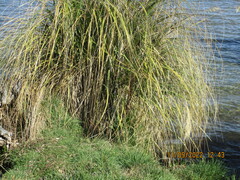 Austroderia richardii