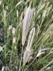 Chloris