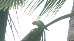 Brotogeris jugularis