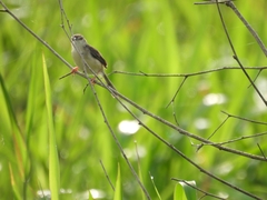 Prinia inornata