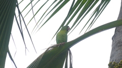 Brotogeris jugularis