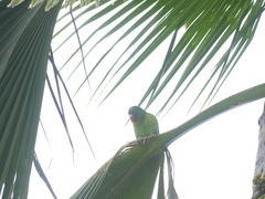 Brotogeris jugularis