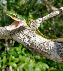 Leptophis mexicanus