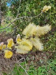 Salix × reichardtii