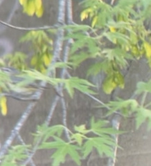 Vireo philadelphicus