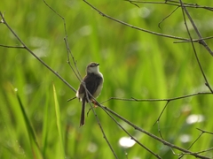Prinia inornata