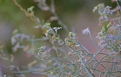 Matthiola fruticulosa