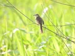 Prinia inornata