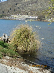 Austroderia richardii