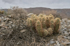 Echinocereus engelmannii engelmannii