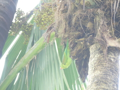 Brotogeris jugularis