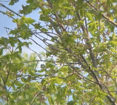 Vireo philadelphicus