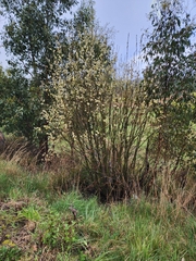 Salix × reichardtii