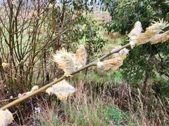 Salix × reichardtii