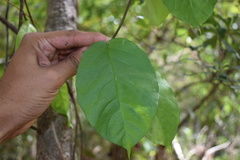 Thyrsanthella difformis