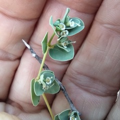 Euphorbia albomarginata