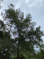 Quercus hemisphaerica