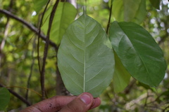 Thyrsanthella difformis
