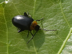 Disonycha triangularis