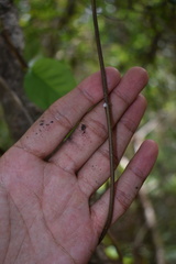 Thyrsanthella difformis