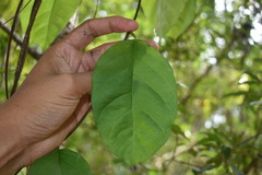 Thyrsanthella difformis