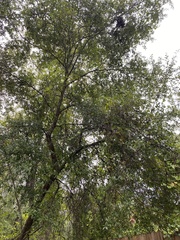 Quercus hemisphaerica