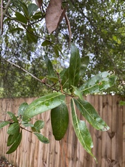 Quercus hemisphaerica
