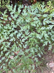 Ligusticum grayi