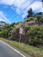Salix × reichardtii
