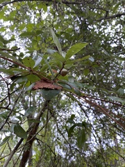 Quercus hemisphaerica