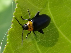 Disonycha triangularis