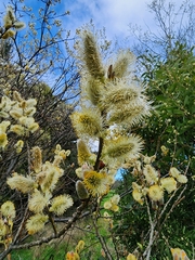 Salix × reichardtii