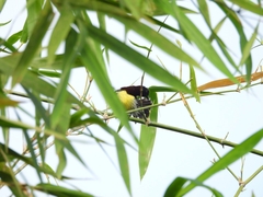 Leptocoma zeylonica