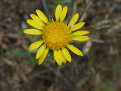 Grindelia camporum